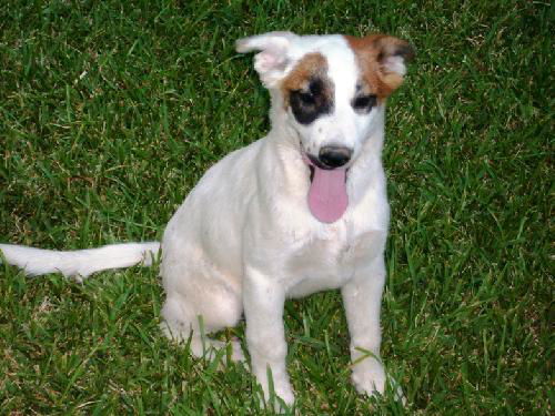 Darla