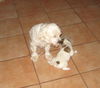 Molly