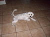 Molly