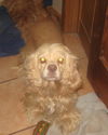 Goldy