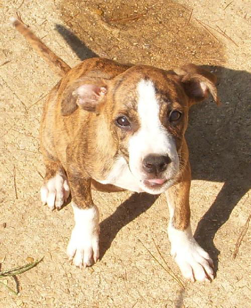 Diesel