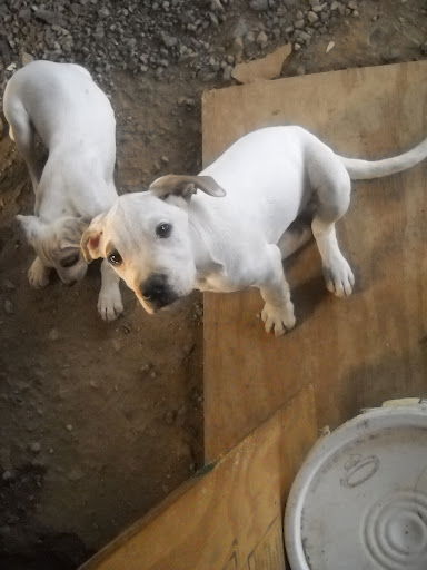Spot