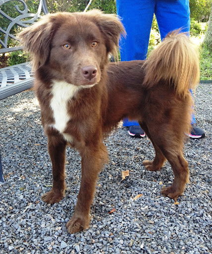 Brownie
