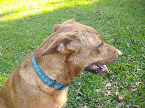 Freida