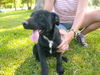 Junior