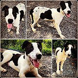 Jack