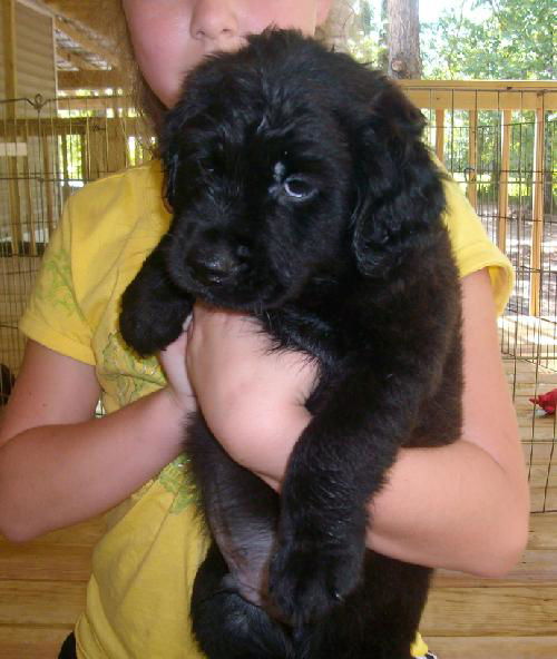 Bella Puppy 2