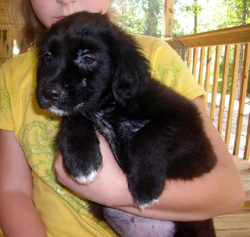 Bella Puppy 4