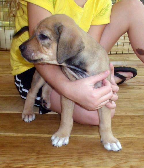 Bella Puppy 5