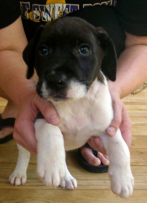 Bella Puppy 8