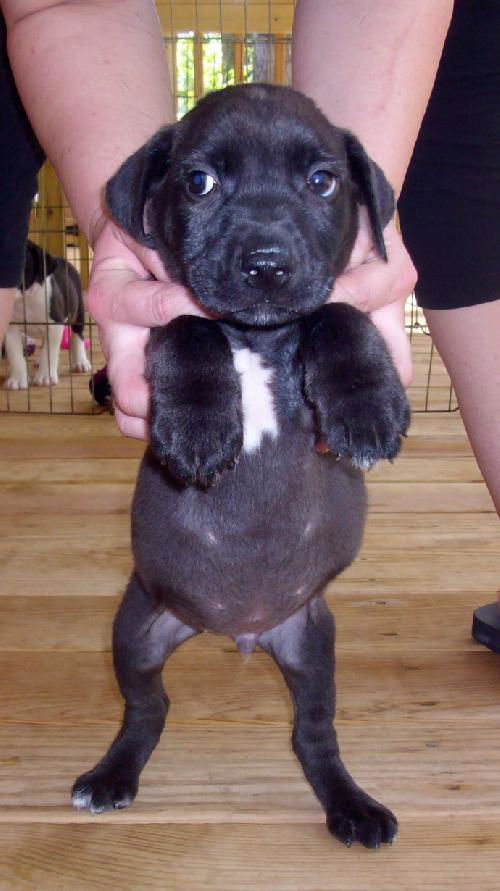 Bella Puppy 9