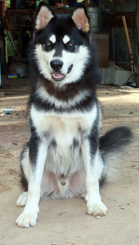 Sunka