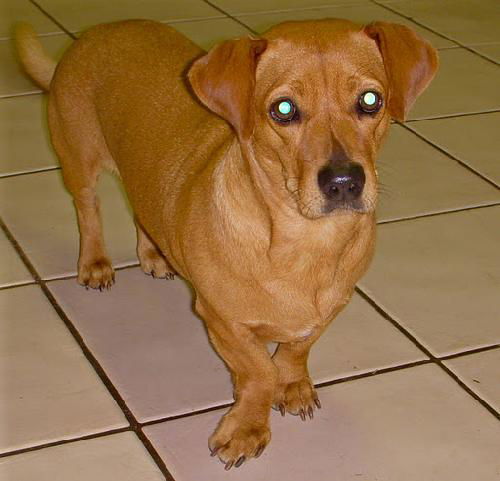Brownie
