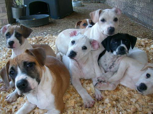 Celie's puppy 1