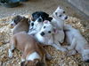 Celie's puppy 1