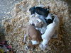 Celie's puppy 1
