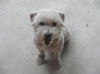 Chester