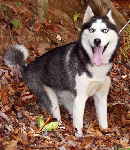 Meeka
