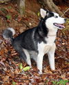 Meeka