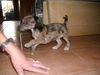 Josie