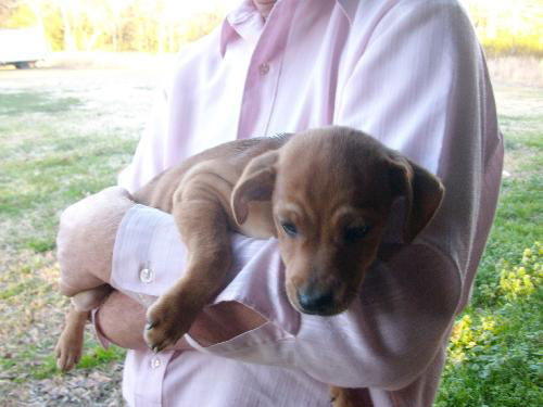 Brownie
