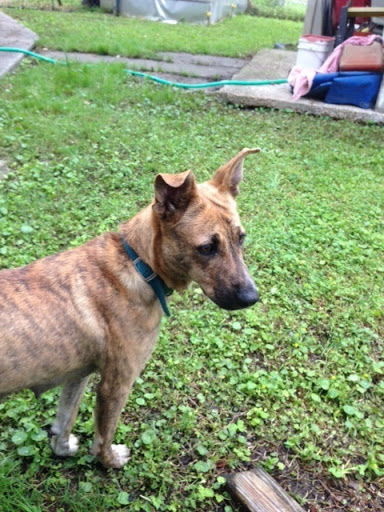 Cheyenne