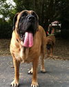 Big Mama