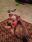 Scrappy