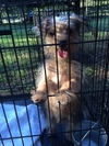 Scrappy