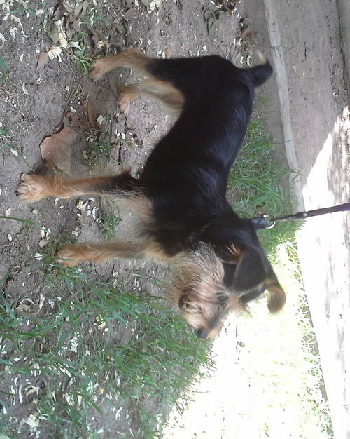 Charla