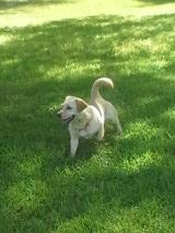 Peggy Sue