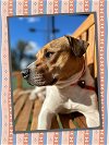 adoptable Dog in chandler, AZ named Best BUDDY