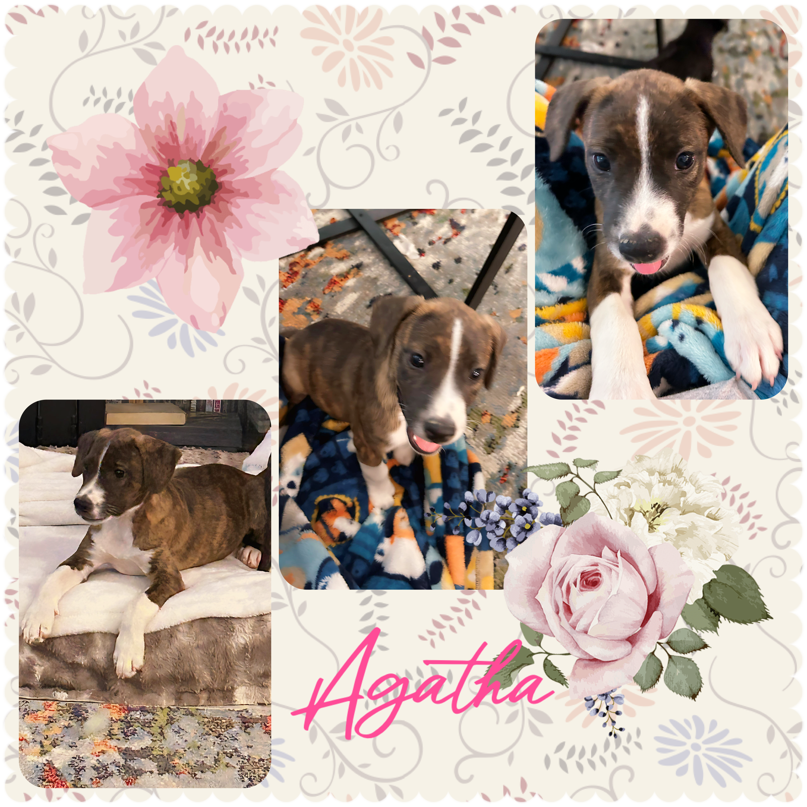 adoptable Dog in Chandler, AZ named Lady AGATHA