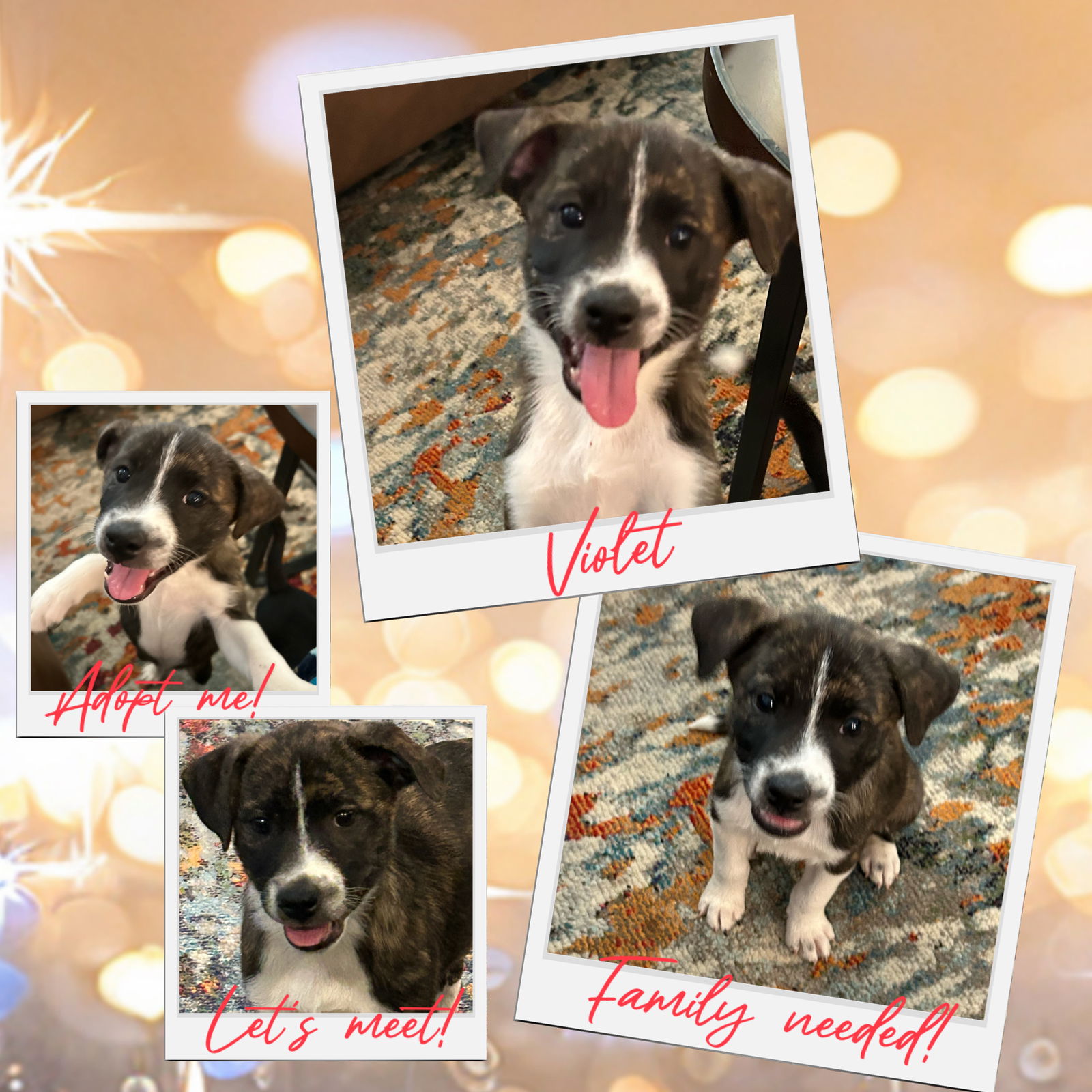 adoptable Dog in Chandler, AZ named Viscountess VIOLET