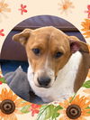 adoptable Dog in Chandler, AZ named BUCKLEY Bumble