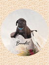 adoptable Dog in  named Bashful BENEDICT