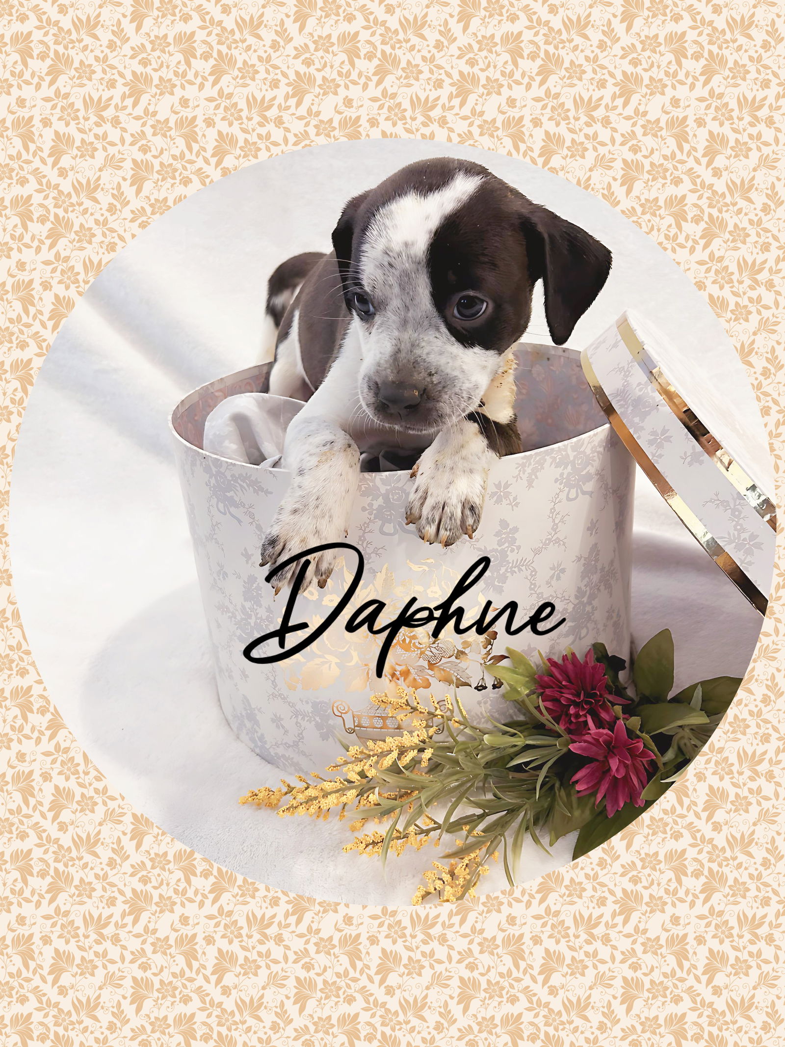 adoptable Dog in Chandler, AZ named Duchess DAPHNE