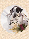 adoptable Dog in  named Duchess DAPHNE