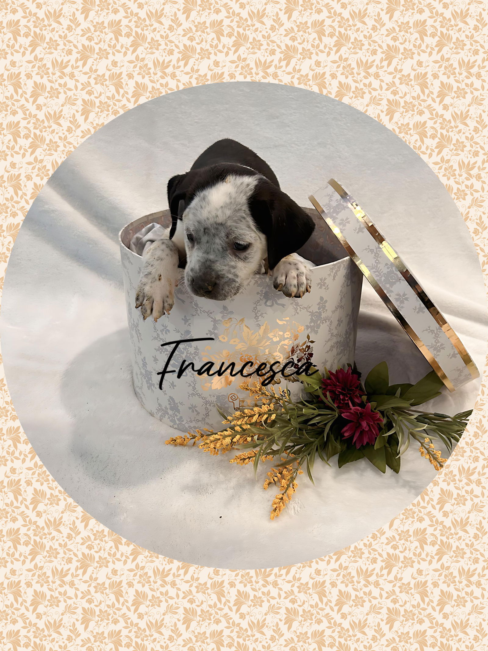 adoptable Dog in Chandler, AZ named Friendly FRANCESCA