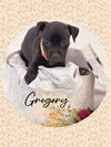 adoptable Dog in  named Gracious GREGORY