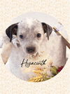 adoptable Dog in , AZ named Happy HYACINTH