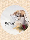 adoptable Dog in , AZ named Endearing EDMUND