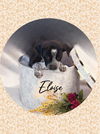 adoptable Dog in Chandler, AZ named Elegant ELOISE