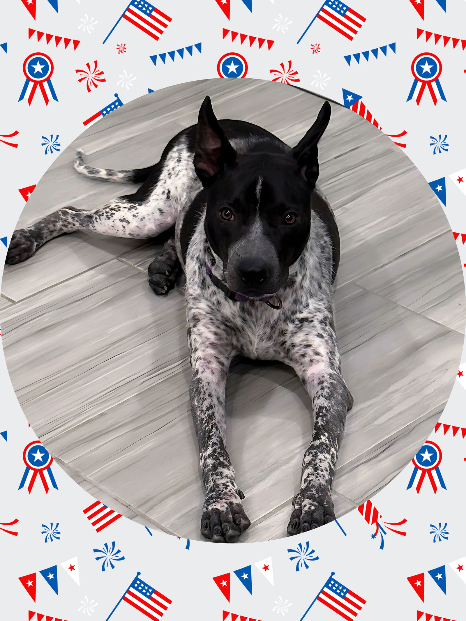adoptable Dog in Chandler, AZ named Dapper DUKE