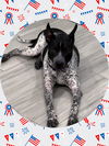 adoptable Dog in  named Dapper DUKE