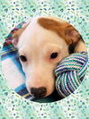 adoptable Dog in , AZ named JAZMINE