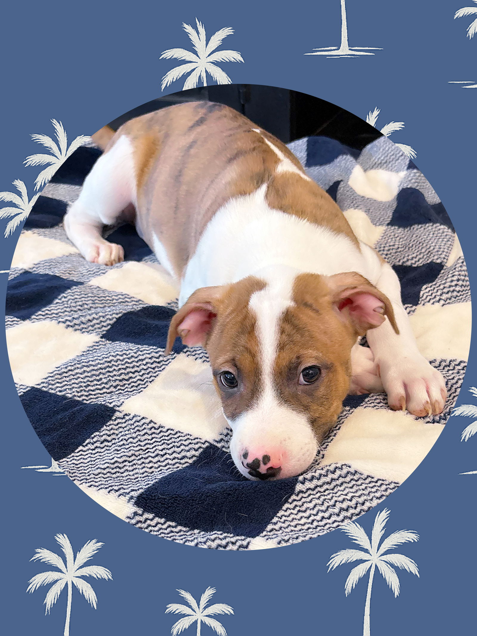adoptable Dog in Chandler, AZ named CLOVER