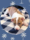 adoptable Dog in , AZ named CLOVER