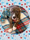 adoptable Dog in , AZ named MARIGOLD