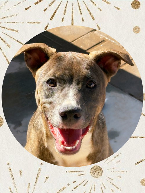 GORGEOUS GOLDIE - Labrador Retriever / Pointer available for adoption